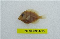 藏品(綠刺尾鯛)的圖片